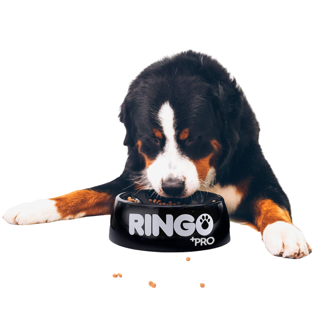 Ringo + Pro Adulto 2kg