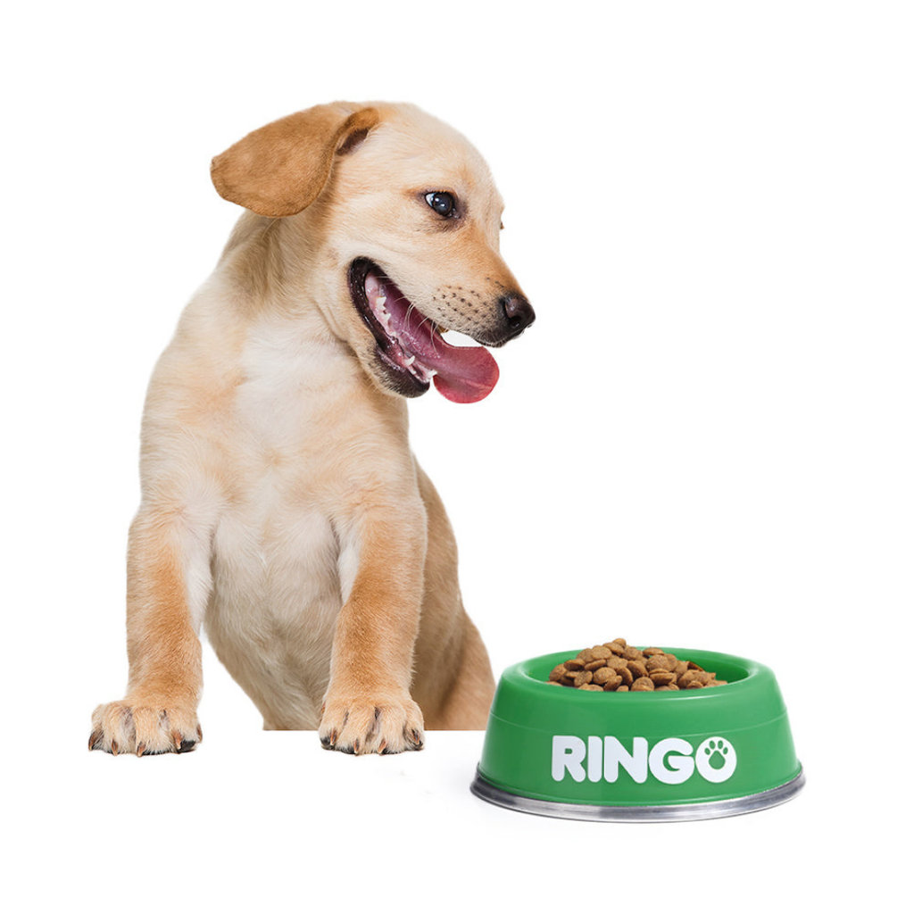 Ringo Cachorro